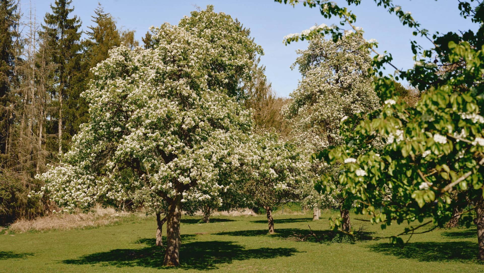 Apfelhain der Blomenburg Privatklinik Selent in Blüte