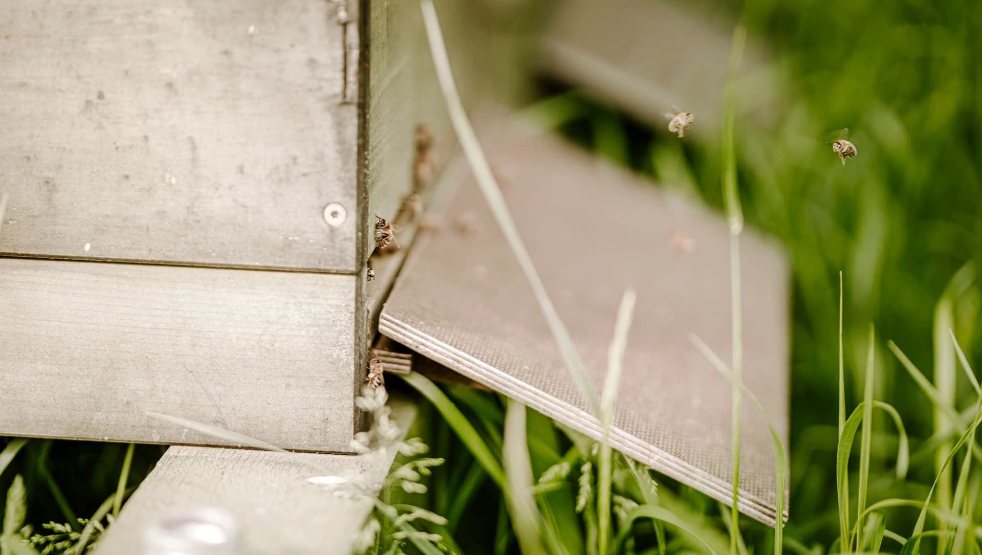 Bienenstock mit Nahaufnahme von Bienen
